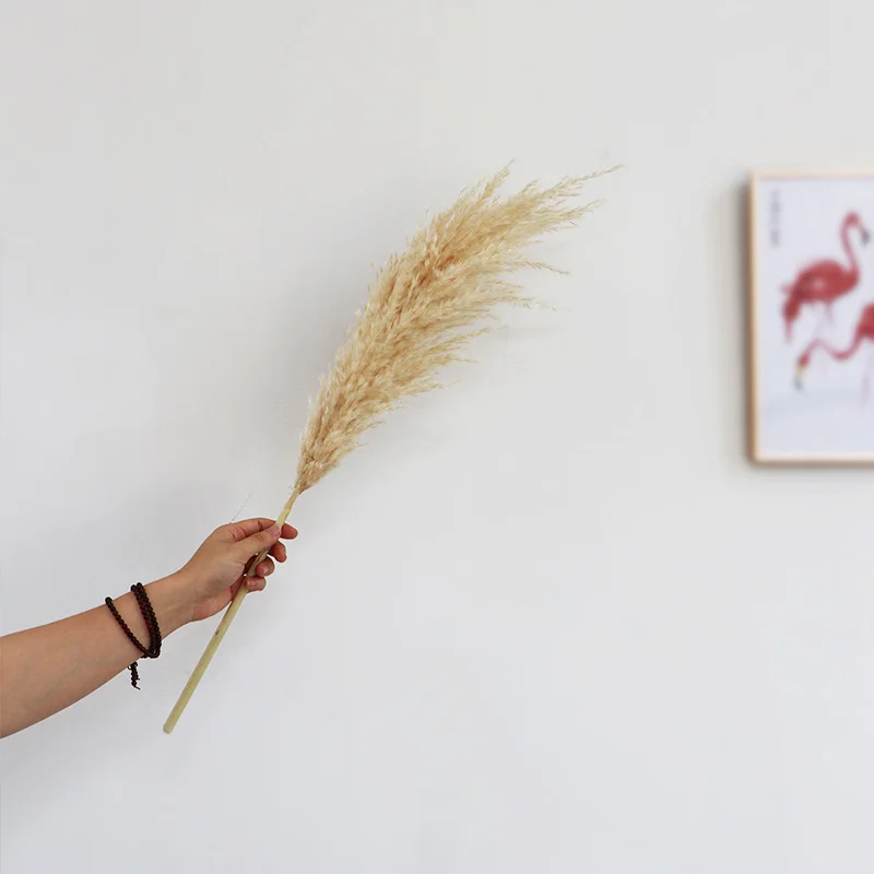 

5pcs Natural Dried Big Pampas Grass Phragmites Wedding Ceremony Home Reed Plants Valentine's Day Party Decoration