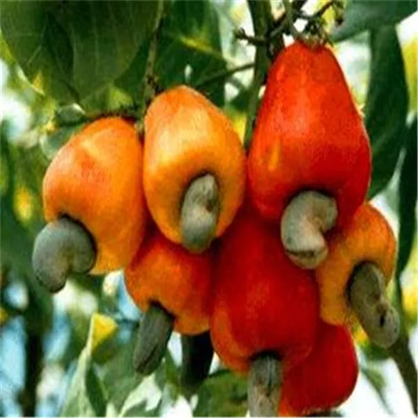 Садовое растение 5 шт. семена дерева кешью анакардиевый оксидент редкие