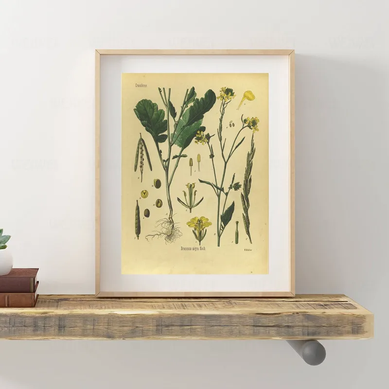 Винтажные принты ботаники Постер горчицы 1887 энциклопедия лекарственных