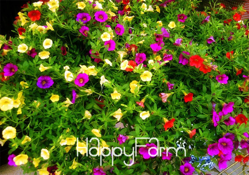 Лимонный ломтик Superbells calibachoa Petunia годовой цветок бонсай, 100 шт в упаковке, 24 цвета на выбор,# ZZSOIT