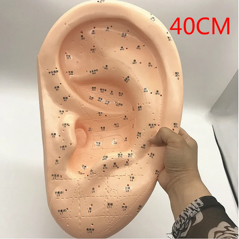 

Amplification 40cm Large Medical Ear Massage Acupuncture Model Ear Reflex Zone Model Ear Acupuncture Point Chinese Medical Model
