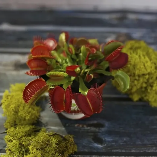Венерина Мухоловка Типичная Форма D9см Дианея venus flytrap Dionaea muscipula - купить по