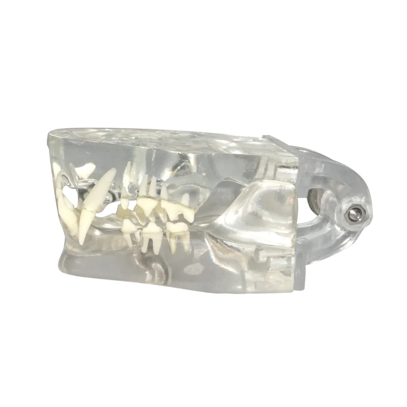 Transparent Feline Denture Cat Teeth Anatomical Model | Канцтовары для офиса и дома