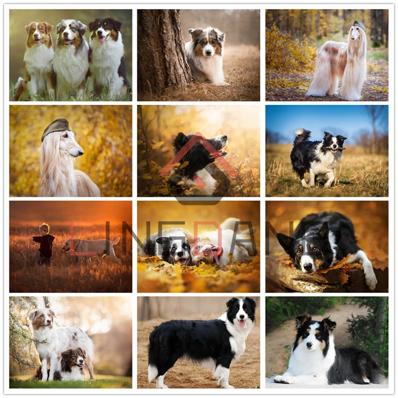 Алмазная вышивка с животными граница колли Афган алмазная картина полностью