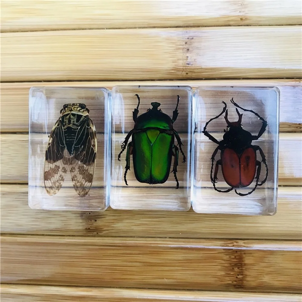 

Amber Resin Insect Animal Specimen 43mm*28mm*21mm Children's Gift Surprise Crab Spider Scorpion Decorations for Home