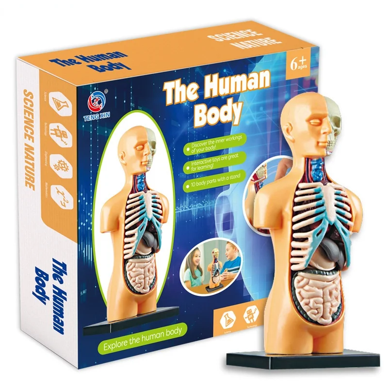 

Puzzle Montessori 3d Human Body Anatomy Assemble Model Toy Diy Body Organ Teaching Tool Educational Learning Toys For Children