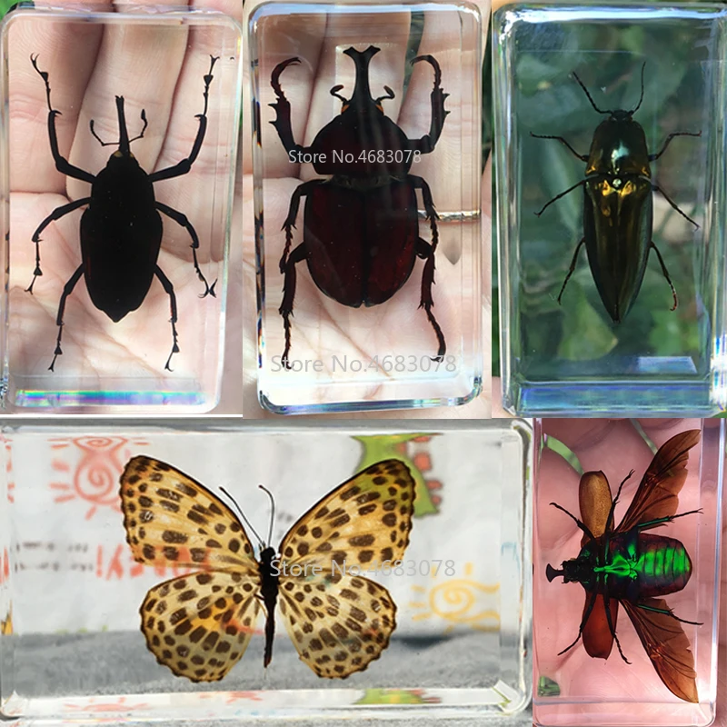 

1piece Argynnis Hyperbius Specimen In Clear Resin Educational Explore Instrument School Biology Teaching Supplies 73x41x20MM