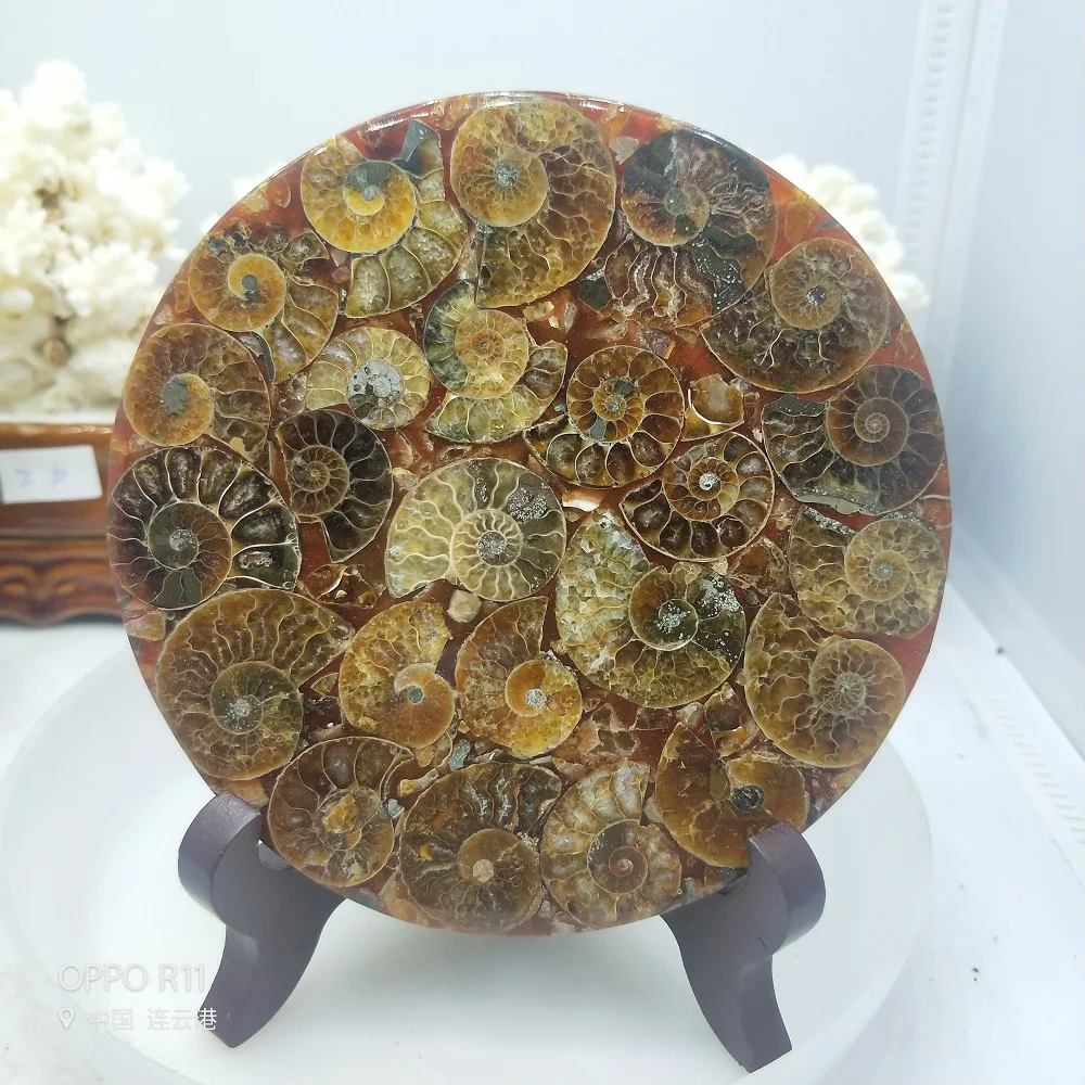 Ammonite Fossil Slice Plate Natura Shell a compassl MADAGASCAR FOSSIL SPECIMEN HEALING fashion wedding decoration
