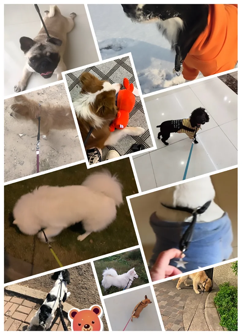 Ошейник Hoopet для домашних животных регулируемый размер ошейник большой собаки