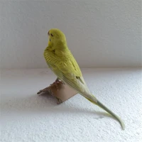 taxidermy animal stuffing eurasian yellow colour budgie parrot specimen teaching creative bird realistic home decoration
