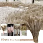 3050 шт 50-58 см сушеные пампасы Трава Декор Свадебный цветок букет натуральные растения для рождественские украшения для дома 2021