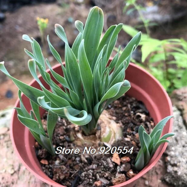 Импортные 5 шт. Albuca concordiana Волшебные цветы домашний сад