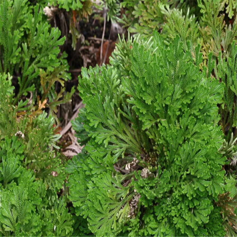 Сушеный цветок 2 шт. волшебное растение для воскресения Роза динозавра Иерихона