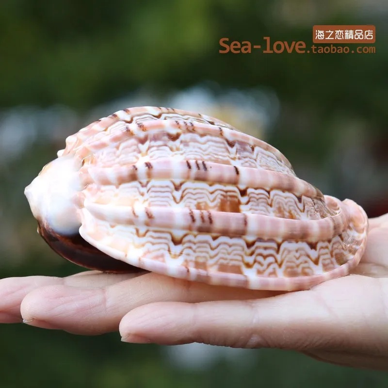 9-10CM Новая морская улитка, натуральная раковина, большая раковина, аквариум, украшение для аквариума, ролл, моллюски, разведение, средиземноморская ракушка, горшок, мебель - Цвет: 9-10CM