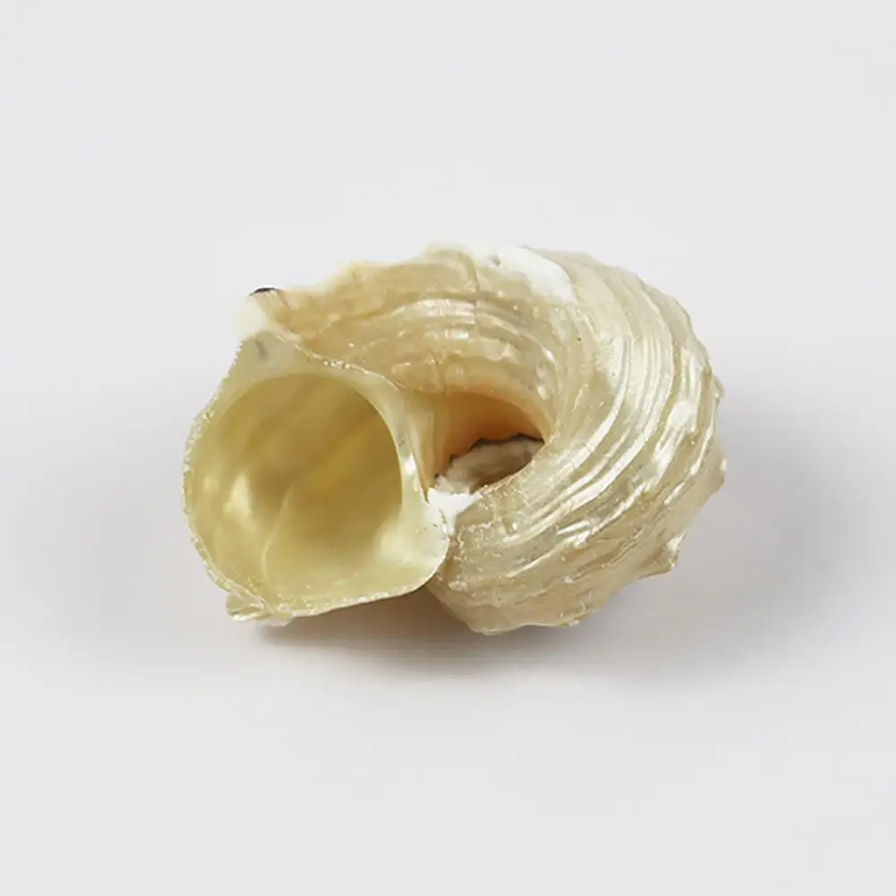 Натуральная ракушка Серебряный рот сменная краба коллекция образцов рыбного