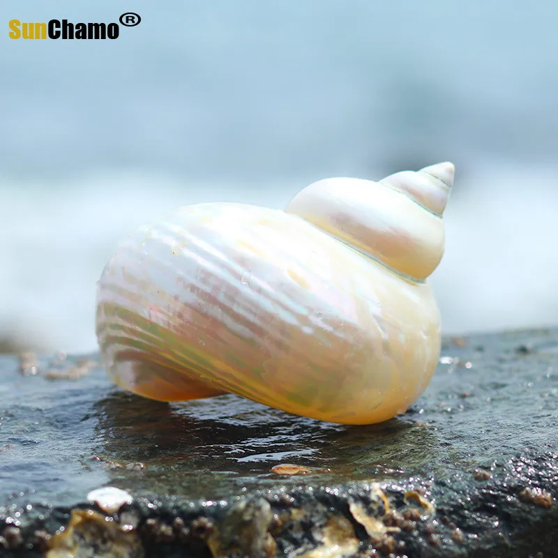 

Рулон морских ракушек, ракушек, натуральных ракушек