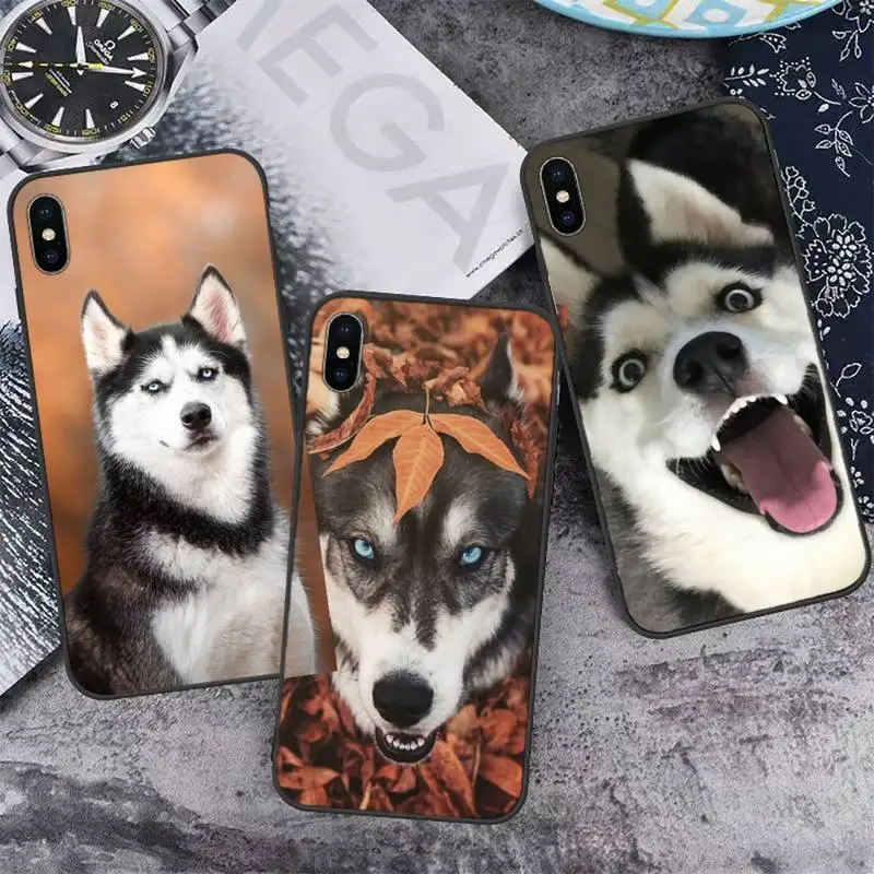 

Animal dog husky Phone Case for iPhone 13 12 11 mini pro XS MAX 8 7 6 6S Plus X 5S SE 2020 XR