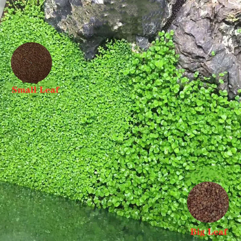 

Aquarium Plant Aquatic Water Grass Decoration Fish Tank Easy Growing Moss Lawn Home Garden Ornaments Landscape Supplies