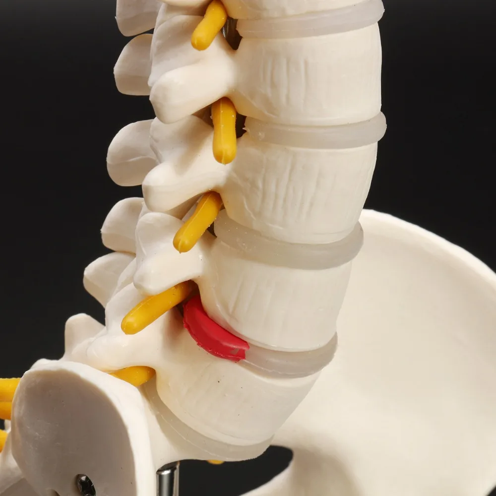

Human spine bone skeleton model 45cm sitting posture model for medical rehabilitation training, spine model, human spine model