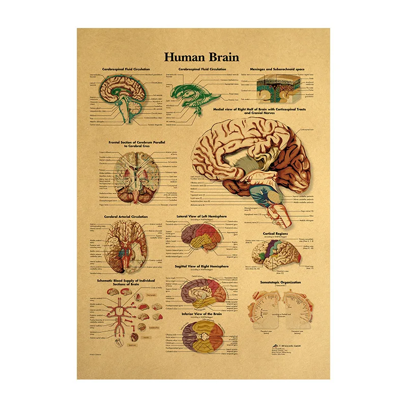 

Human Body Illustration-Brain Kraft Paper Vintage Poster Classroom Museum Room Decoration Painting Home Supplies