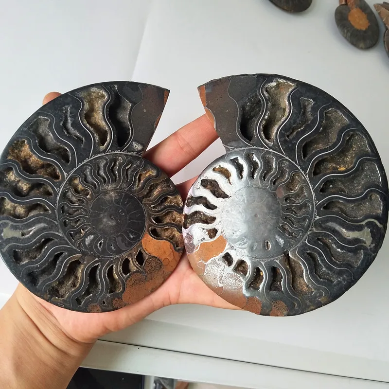 Пара кусочков раковины натуральный черный железо руда морские были окаменелые