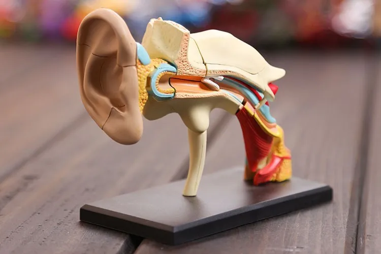 

4D Ear structure anatomical model ear model assembled Human Anatomy dimensional model