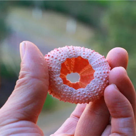 Бесплатная доставка раковина из натурального раковины розовая Морская