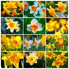 5D алмазная живопись сделай сам, цветок, Нарцисс, Алмазная мозаика, искусство, картина, набор для алмазной вышивки, квадратная роспись, украшение для дома, подарок