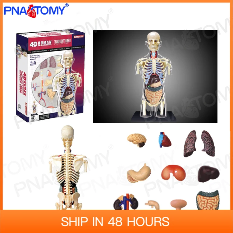 

4D MASTER Transparent Human Anatomical Model Educational Toys Children Used Body Anatomy Internal Organs School Teaching Tools