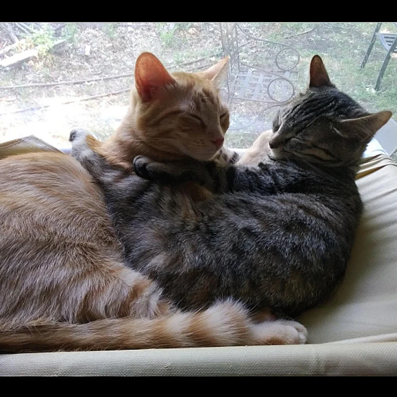 Кот оконный гамак висячий забавные Одеяло поставок продукции для щенка коврик