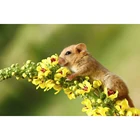 Набор для алмазной вышивки желтая крыса, картина из квадратныхкруглых страз 5D сделай сам под заказ, наборы для вышивки крестиком, мозаичные наклейки на стену