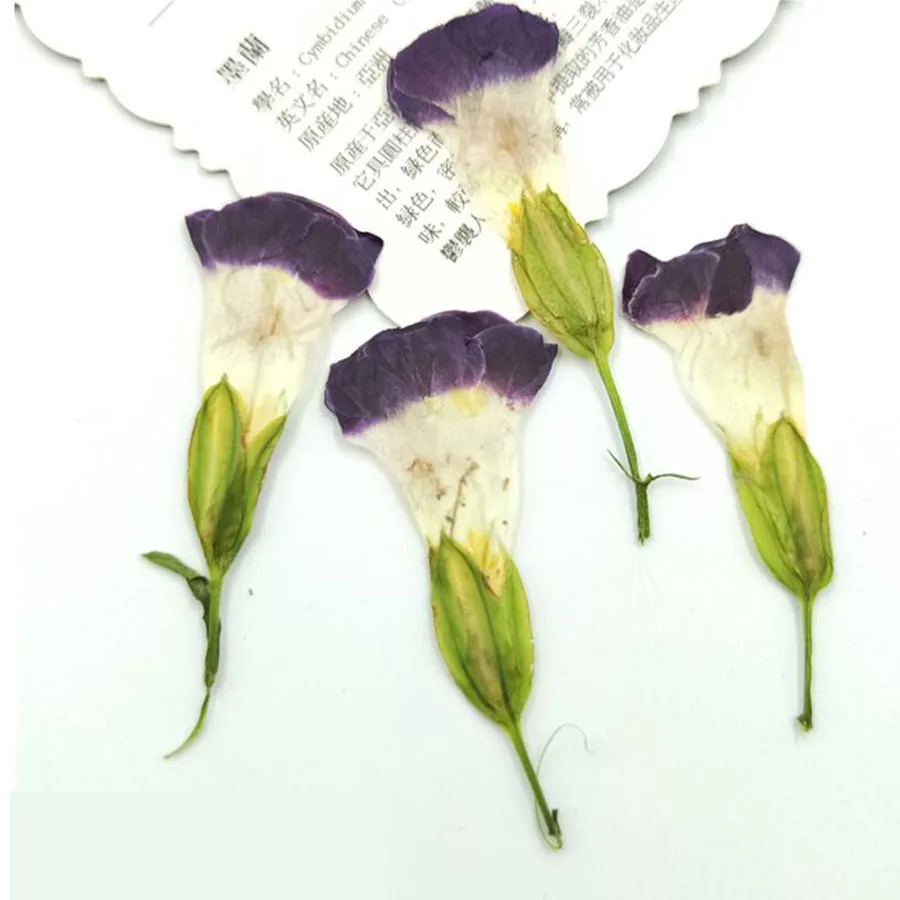 12 шт. прессованный высушенный Torenia fournieri цветочных растений Гербария для