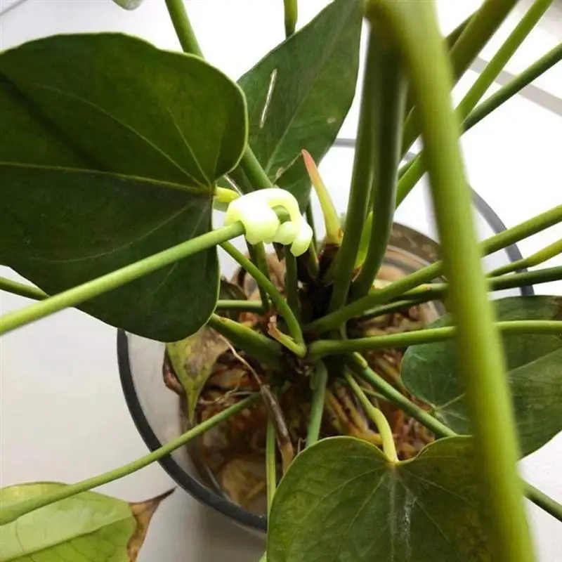 

5 Pcs Bend The plant training clips 45/90 Degree Plant Bender for Low-Stress Training and Red Plant Training Curved Plant Holder