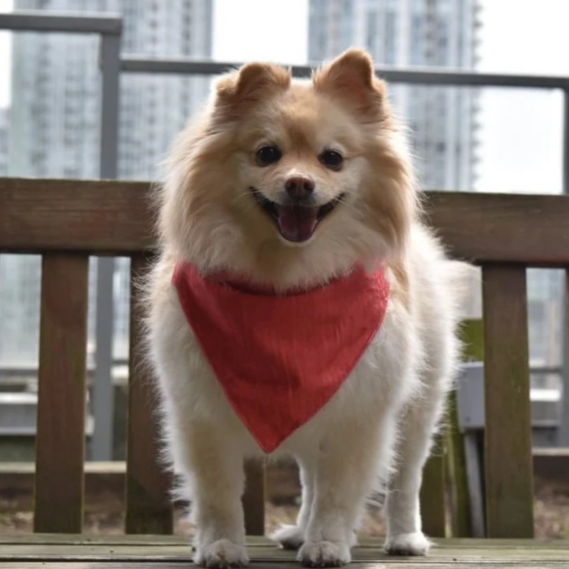 Шарф с галстуком-бабочкой в виде французского бульдога бандана воротник платок