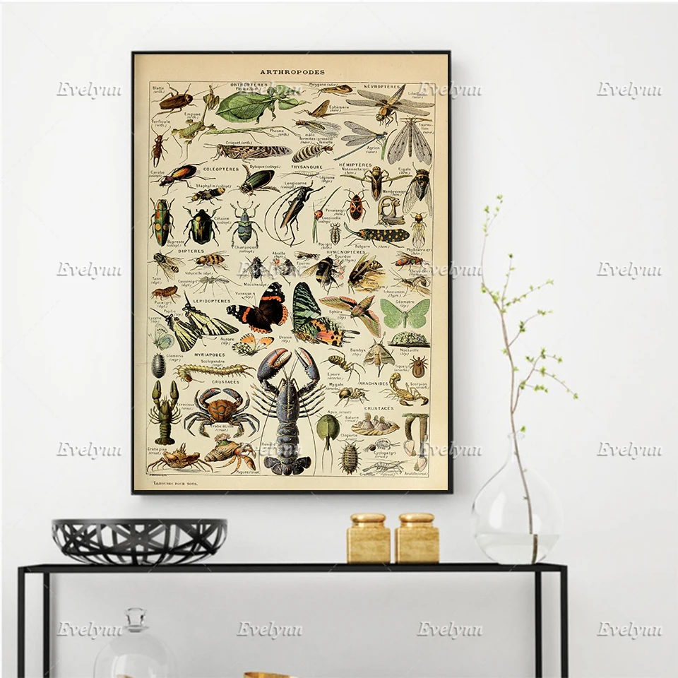 

Arthropodes Illustration, Natural History Art by Adolphe Millot Poster, Wall Art Prints Home Decor Canvas Gift Floating Frame