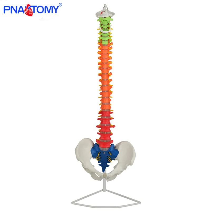 85cm Human Spine Model Colored Skeleton Anatomical Pelvis Bone Medical Teaching Tool Life Size with Base PNATOMY Femur Pelvic blood vessel model human arteries arteriosclerosis model medical gift anatomical tools with card and base pnatomy enlarged