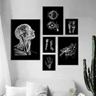 Скандинавские плакаты и принты, анатомия, мышцы скелета, Metacarpal Eye, Настенная живопись на холсте, настенные картины для доктора, офисный Декор