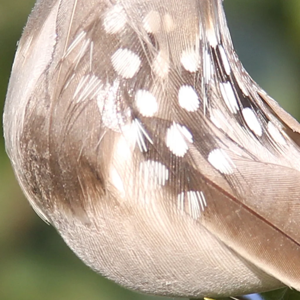 12 шт./компл. птицы искусственный перо пена Doves Свадебный декор место орнамент домашнее искусственное украшение для сада перо птицы
