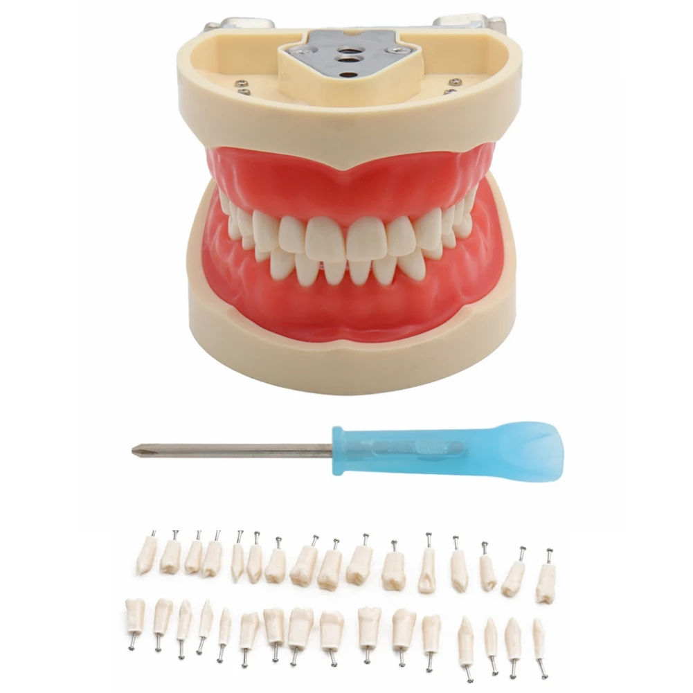 

Модель для обучения стоматологии, модель зубов, стандартная модель с 32 винтовыми зубчиками, демонстрационная мягкая резинка