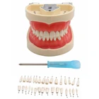Модель для обучения стоматологии, модель зубов, стандартная модель с 32 винтовыми зубчиками, демонстрационная мягкая резинка