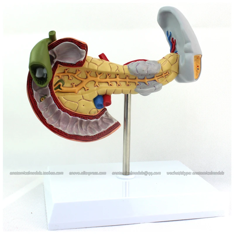 

12542 / Human Pancreas, Spleen Pathological Diseases Model,Medical Science Educational Teaching Anatomical Models