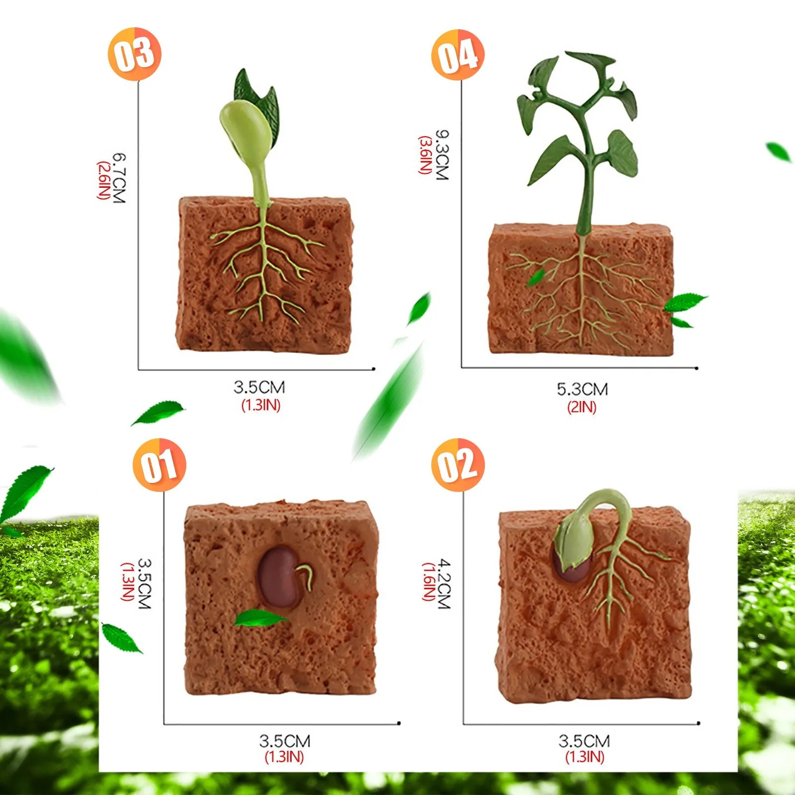 

Simulation Life Cycle Of A Green Bean Plant Growth Cycle Model Cartoon Toys Action Figures Collection Science Educational Toy