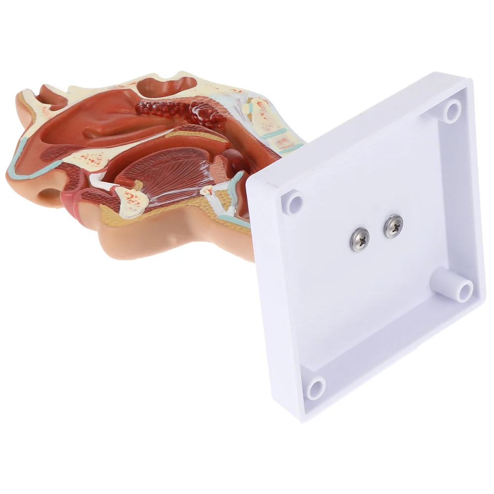

1Pc Nasal Cavity Model Pharyngeal Nose Throat Pathology Model Teaching Model
