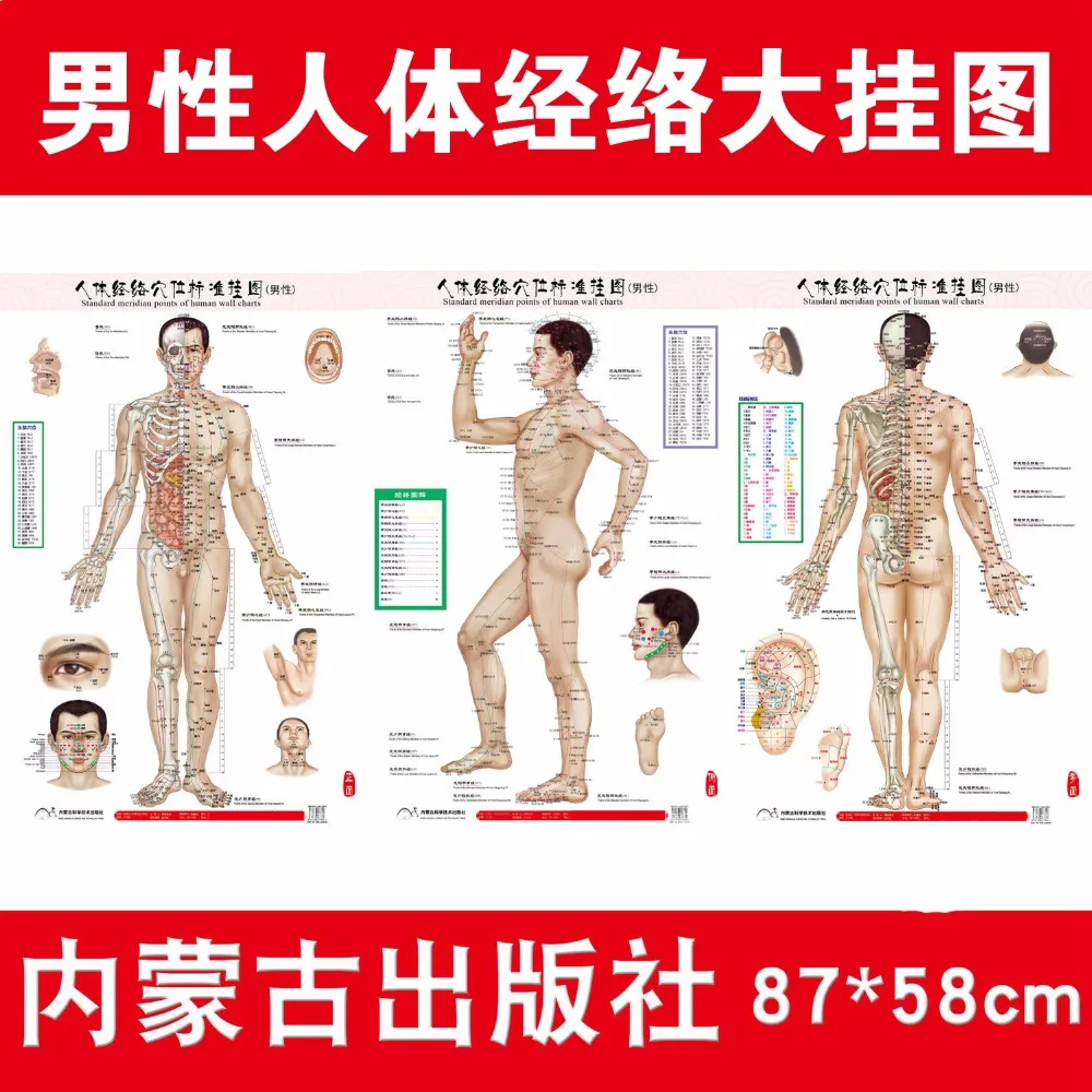 Стандартная фотография человеческих настенных диаграммов диаграмма точек для