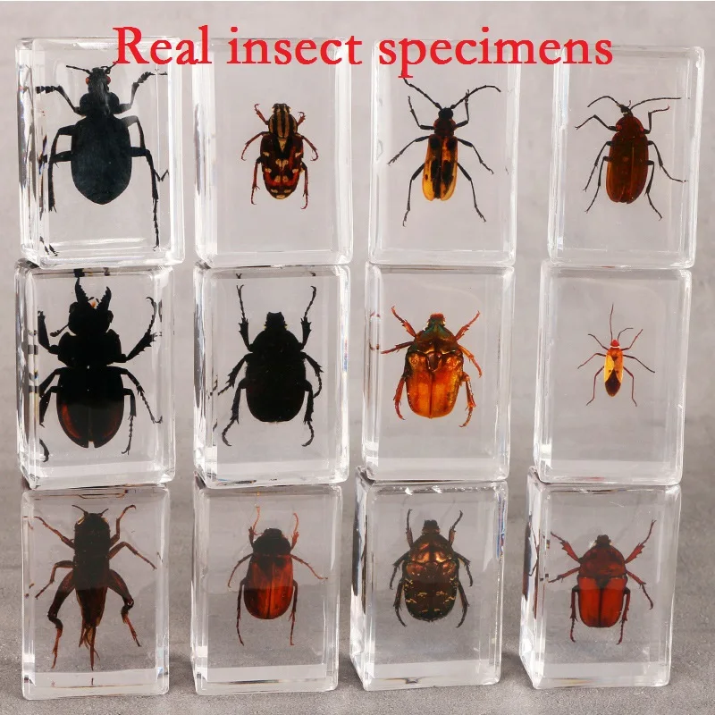 

A variety of real insect specimens, transparent resin, teaching and observation crafts, human face bug, scarab beetle