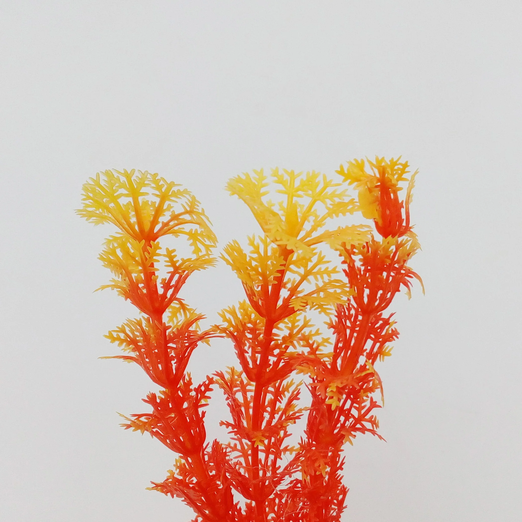 

Aquario