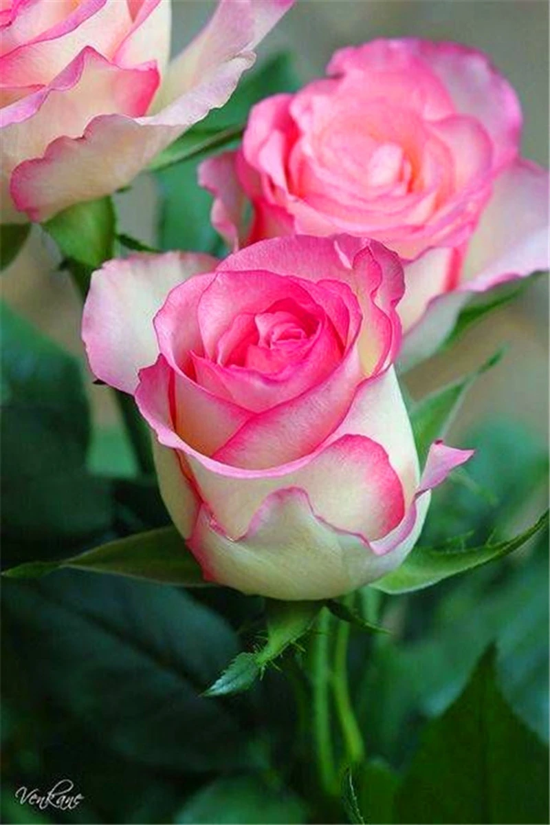 100 шт голландская Снежная роза Декор искусственные кашпо |