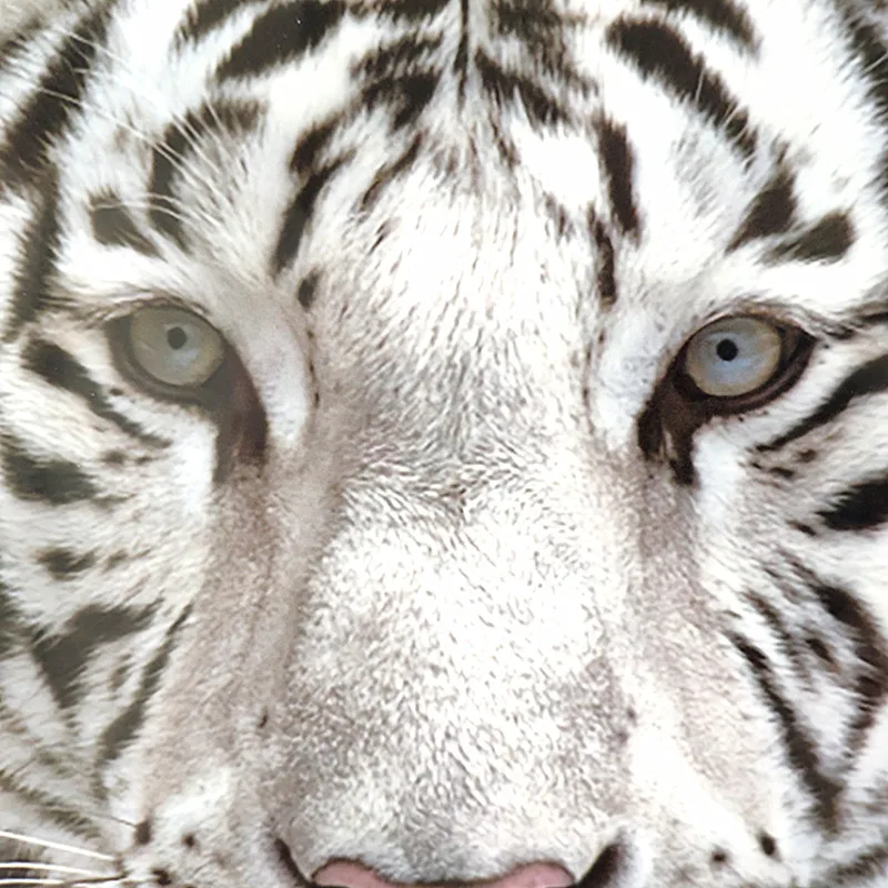 Байкерская пластырь термопереводная печать наклейки сделай сам женская одежда