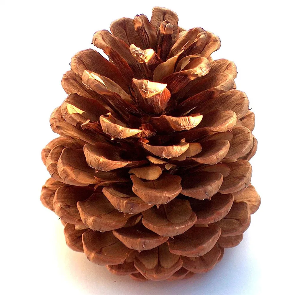 

10pcs New Year 2022 Natural Pine Cones Pinecone Bauble Crafts Christmas Tree Decorations for Home Navidad 2021 Hanging Ornaments