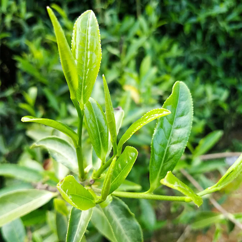 R Китай Ханчжоу Западное озеро, чай Longjing Чай AAA китайские Xi Hu лун Цзин Чай Xihu Колодец Дракона Зелёный чай